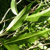 Pothos remotiflorus Hook.